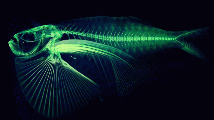 FISH_AP_16204781516134