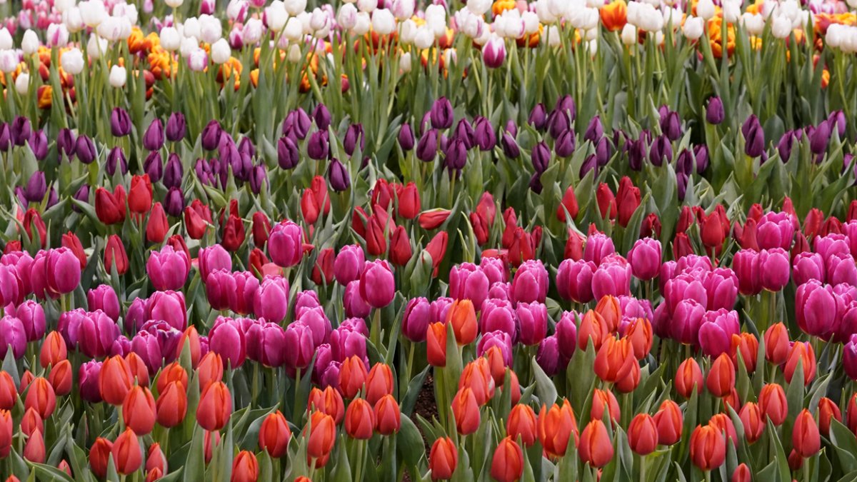 Coupon code philadelphia flower show