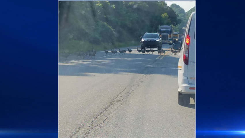 Geese Block Roadway