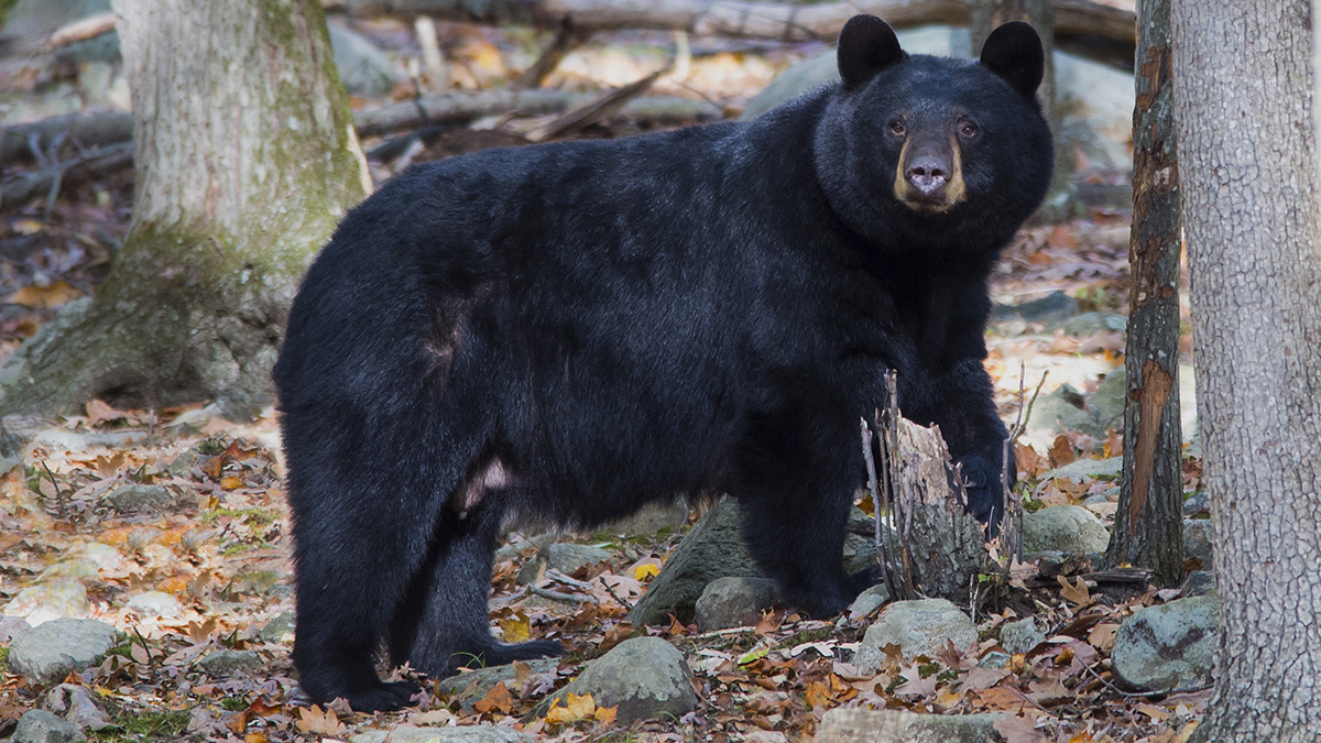 #Delabear: At Least 3 Bear Sightings in Wilmington Area