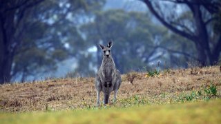 Kangaroo in Australia fires