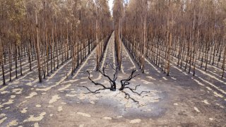 Aerial view from a drone of the burnt out areas of the island on Jan. 18, 2020, in Kangaroo Island, Australia.