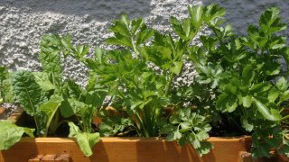 Celery and spinach in pot growing