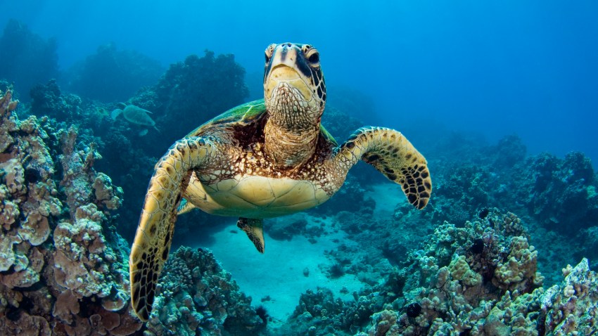 Green Turtle