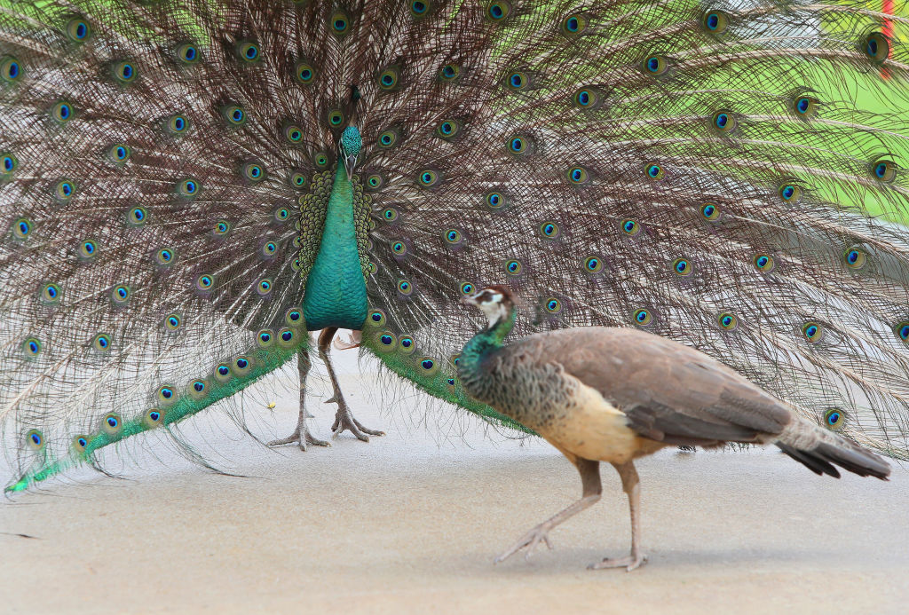 File:Ghi, pettingzoo (escaped peacock - not school pecock!)5.jpg -  Wikimedia Commons