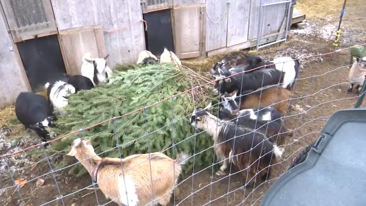 Goats Are Winning PostChristmas Tree Disposal Effort NBC10 Philadelphia
