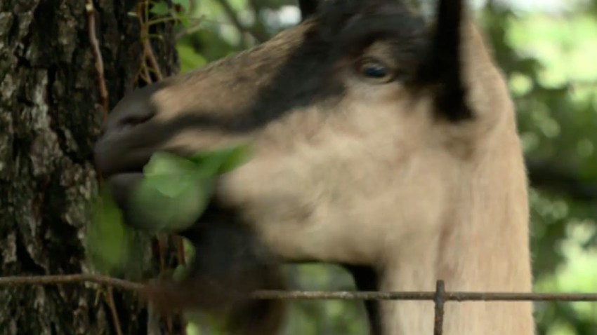 GoatsIvy