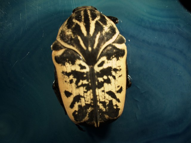 Gymnetis-pantherina-Beetle