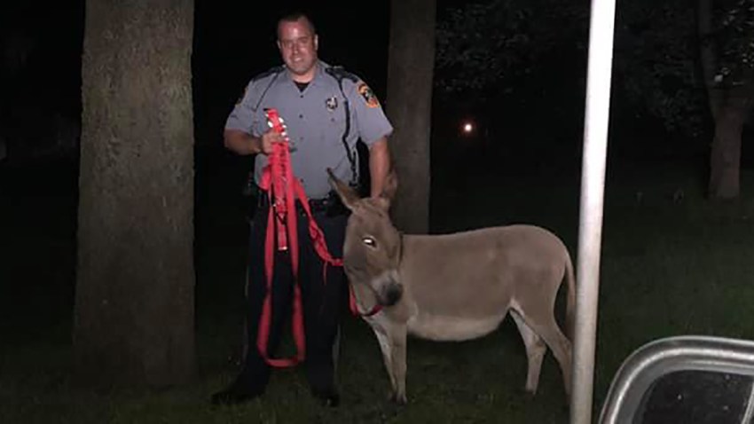 Holmdel PD Finds Wandering Donkey NJ Holmdel PD credit