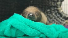 A sloth in a blanket