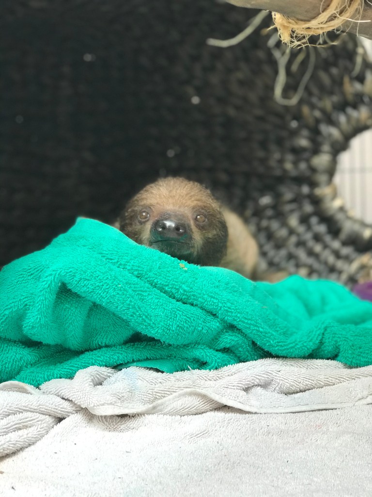 A sloth in a blanket