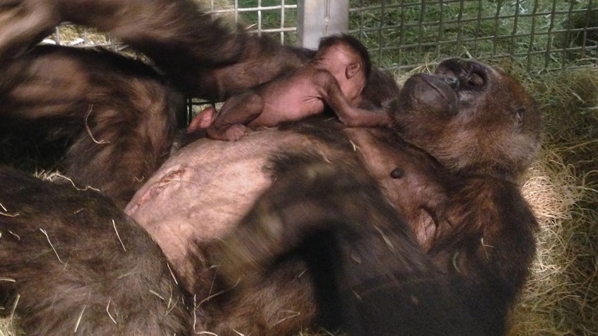 Imani and baby gorilla_large