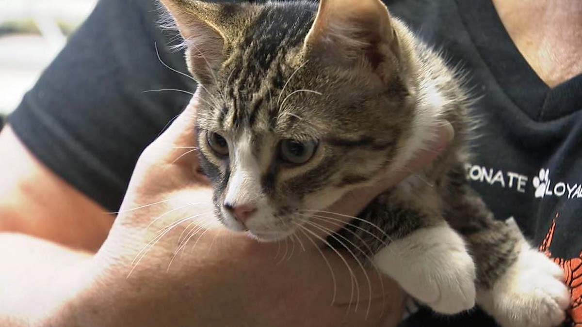 Kitten Found Beaten, Doused in Pepper Spray in Allentown – NBC10