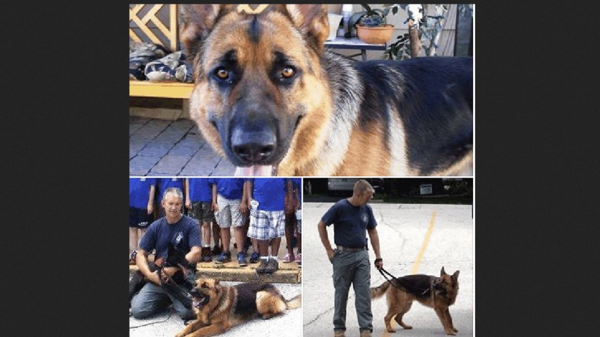 K-9-Dies