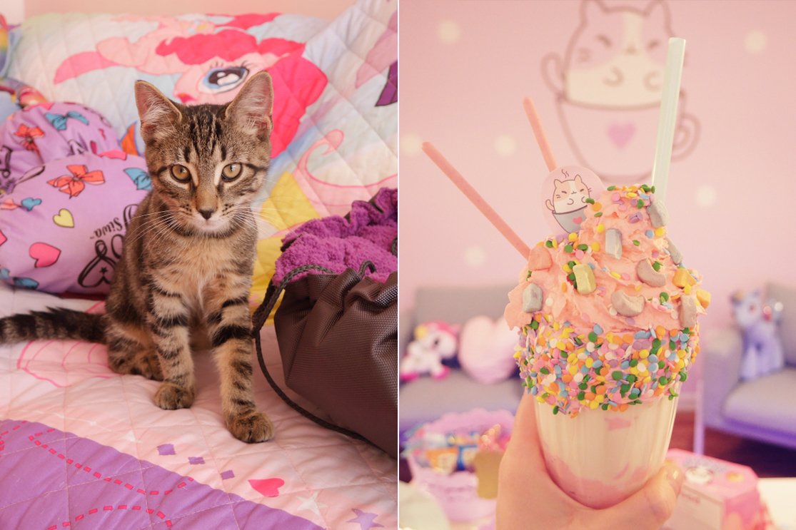 Cat Cafés New Purrfect Paradises for AtRisk Shelter Cats NBC10