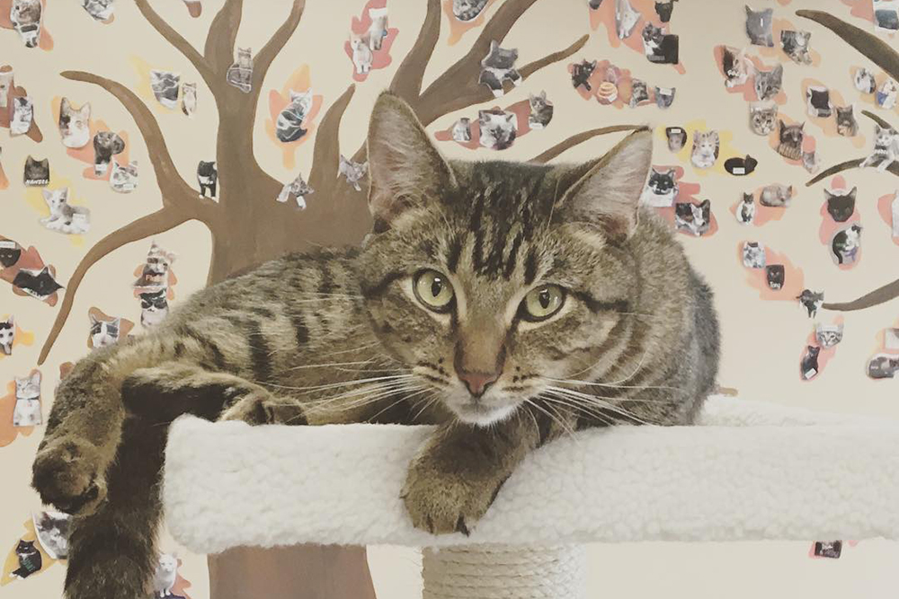  Cat  Caf s New Purrfect Paradises for At Risk Shelter Cats 