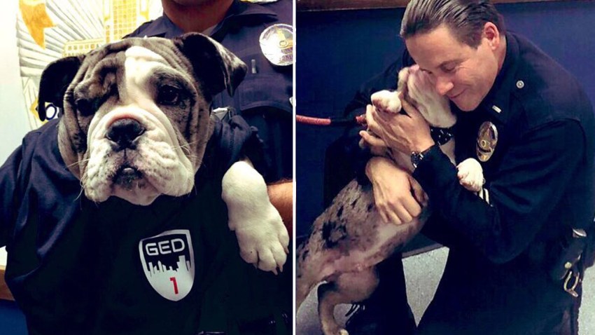 LAPD Doggo Edit