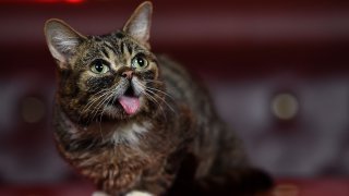 LilBub