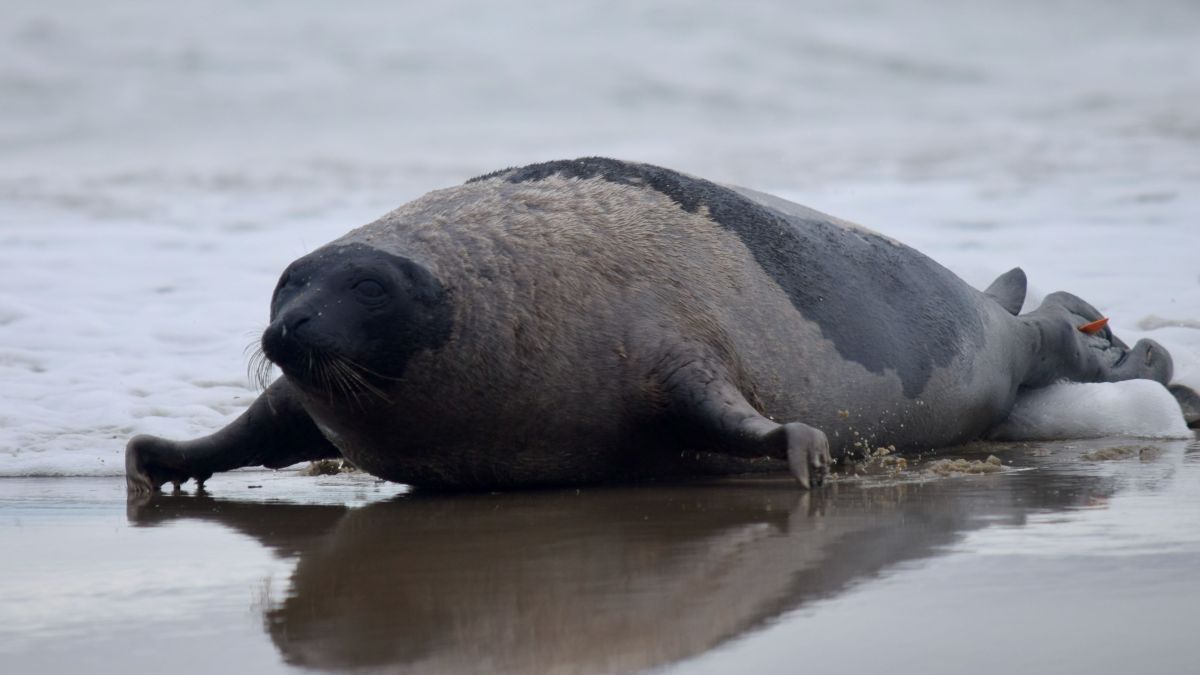 Two Stranded Seals Rescued, Released by Brigantine’s Marine Mammal ...