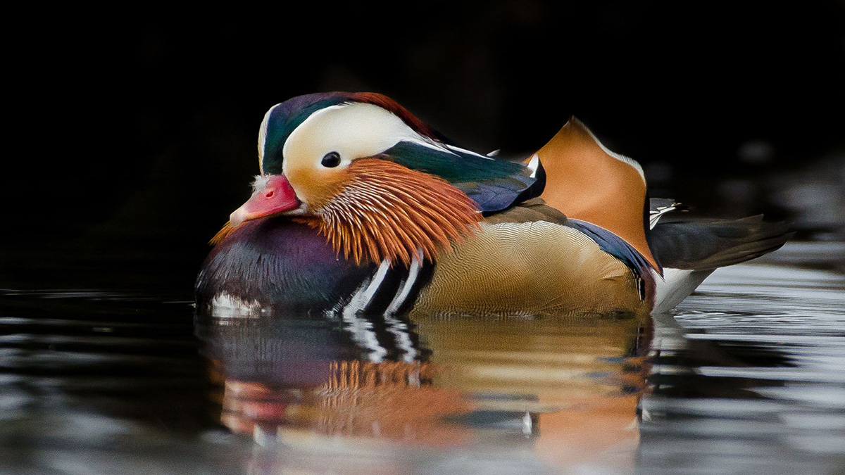 ‘Spectacular’ Mandarin Duck, Native to Asia, Waddles Its Way to a Lake
