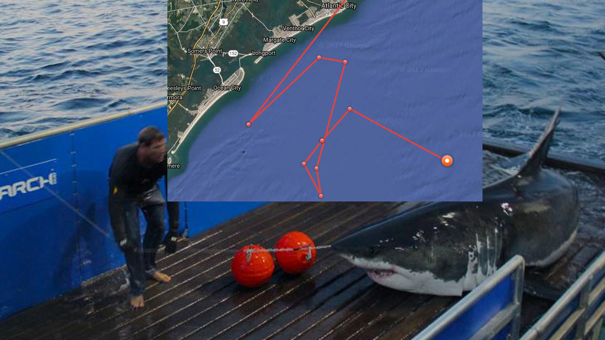 3456lb Great White Shark 90 Miles Off Bermuda - Bernews