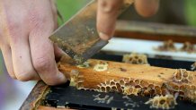 Exchange Millennial Beekeepers