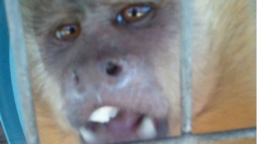 Monkey Big Murray Fire