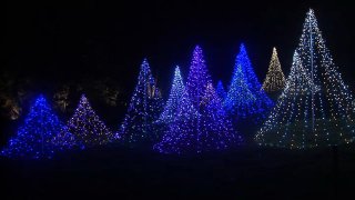 Morris Arboretum lights