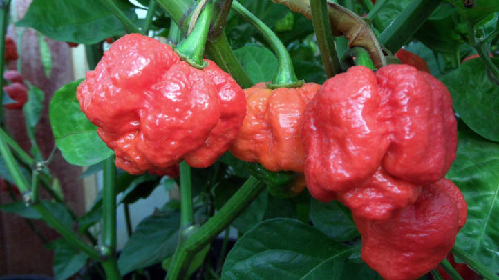 Hottest Pepper Trinidad Moruga Scorpion