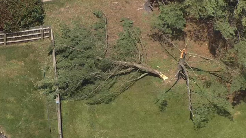 Mount Laurel Tree Down