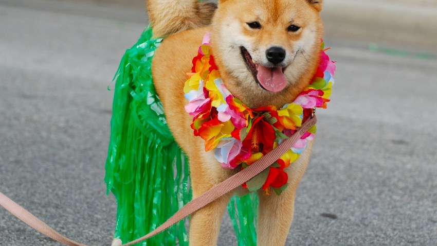 NarBark Parade