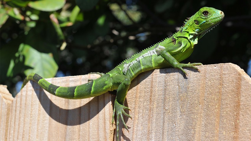 Nov 29 19 Iguana