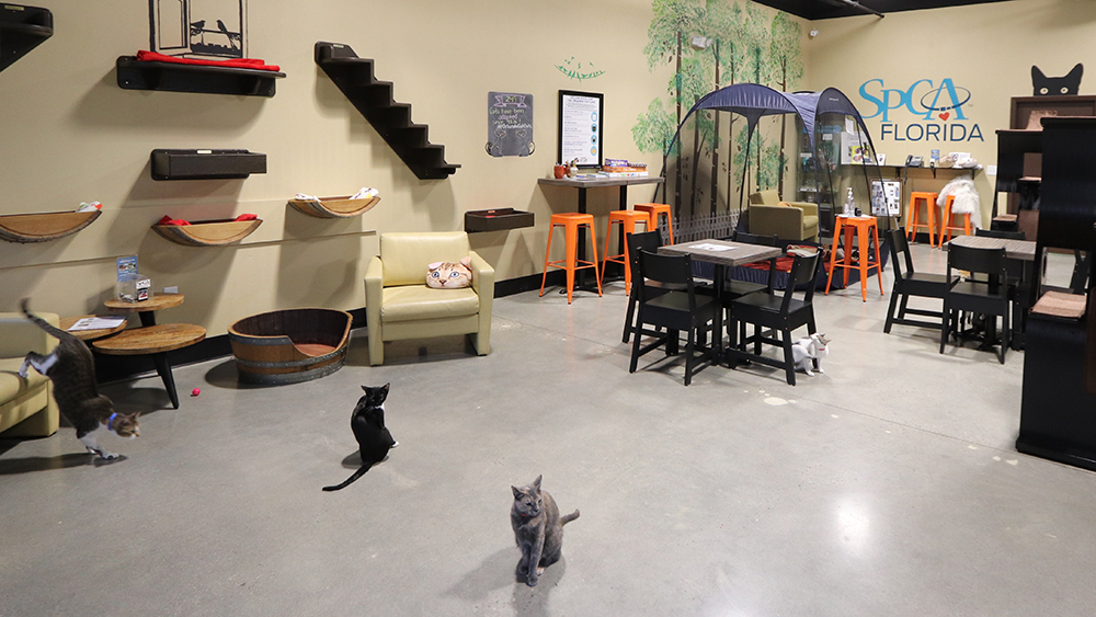 Cat Cafés New Purrfect Paradises for AtRisk Shelter Cats NBC10