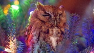 This photo provided by Billy Newman Photography shows an owl nestled in a Christmas tree that belongs to Katie McBride Newman in Newnan, Ga. Newman said Friday, Dec. 20, 2019, that she and her daughter spotted the bird on Dec. 12. They had bought the 10-foot (3-meter) tall tree from a Home Depot, brought it back to their Atlanta area home and decorated it. The family opened windows and doors near the tree hoping the owl would fly away, but it didn’t. (Billy Newman Photography via AP)