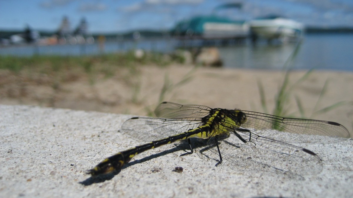 Dragonflies Thriving at NJ Shore This Year NBC10 Philadelphia