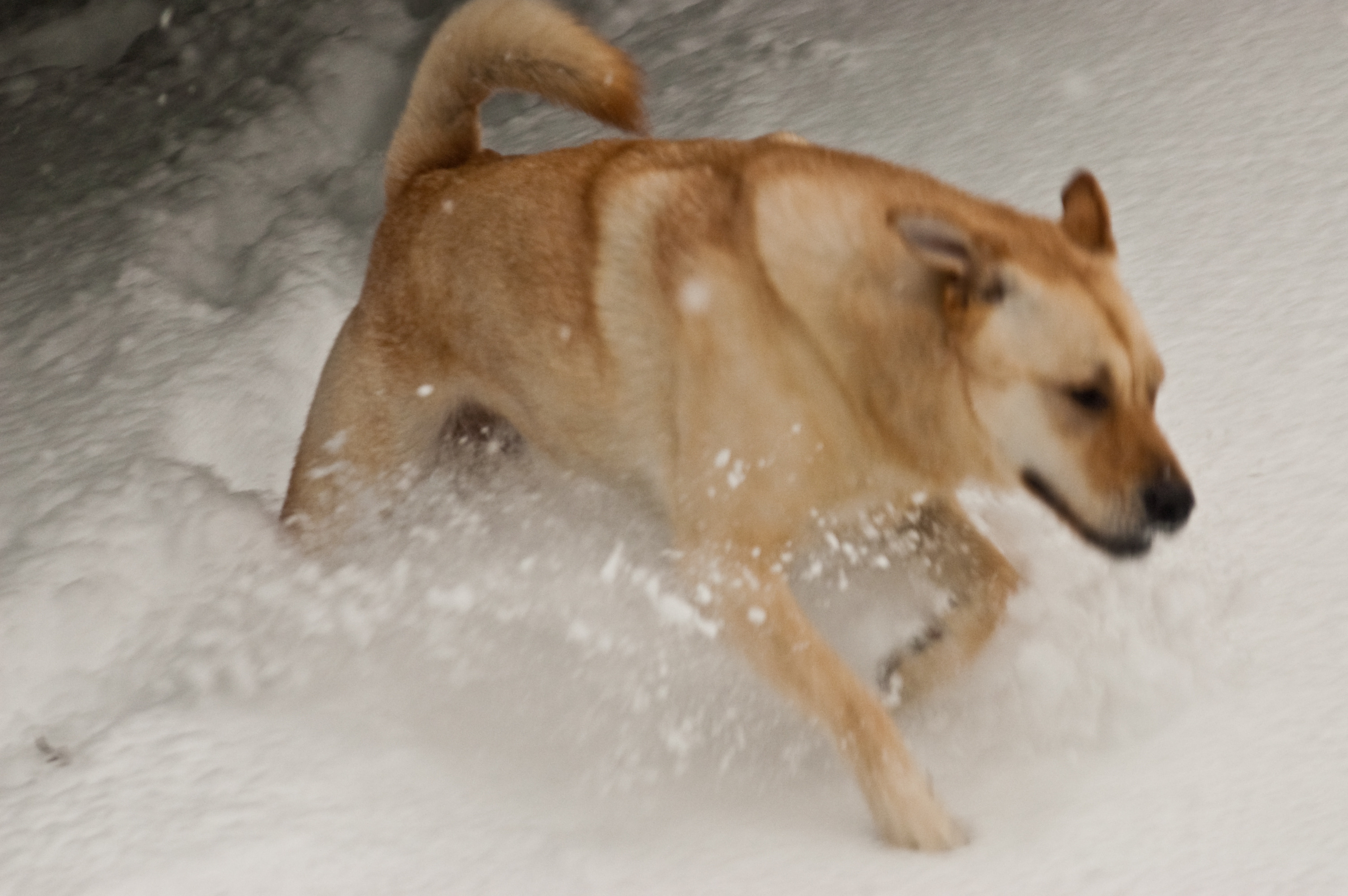 Your Pics Snow Pets Nbc10 Philadelphia