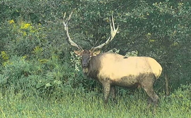 elk cam