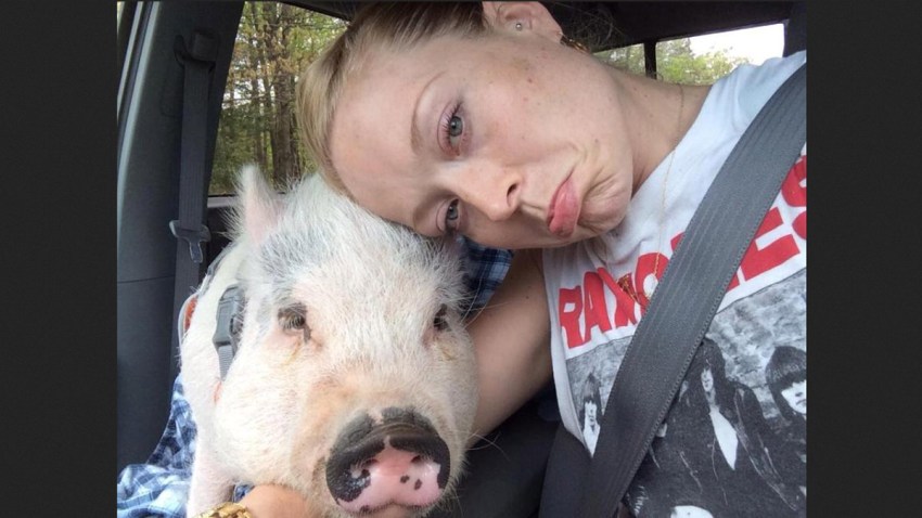 NJ Woman Forced to Part With Pet Pig NBC10 Philadelphia