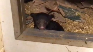 A sloth bear cub peaks its head over a ledge in the bear den.