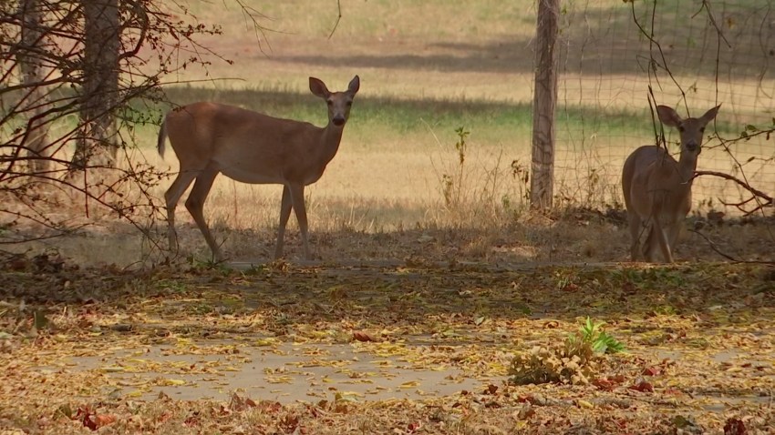 deer in Azle