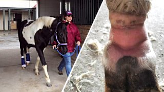 Pony on the left with bandages on its ankles and a close up of its injured ankle on the right