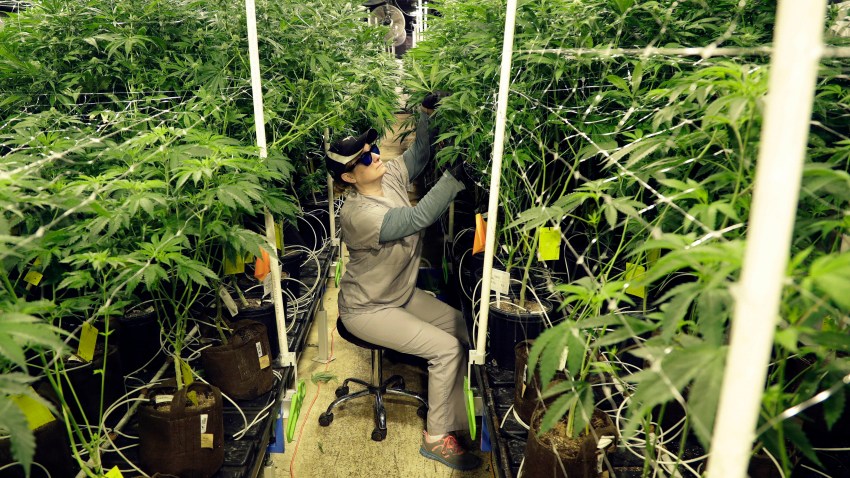 Marijuana Federal Grants