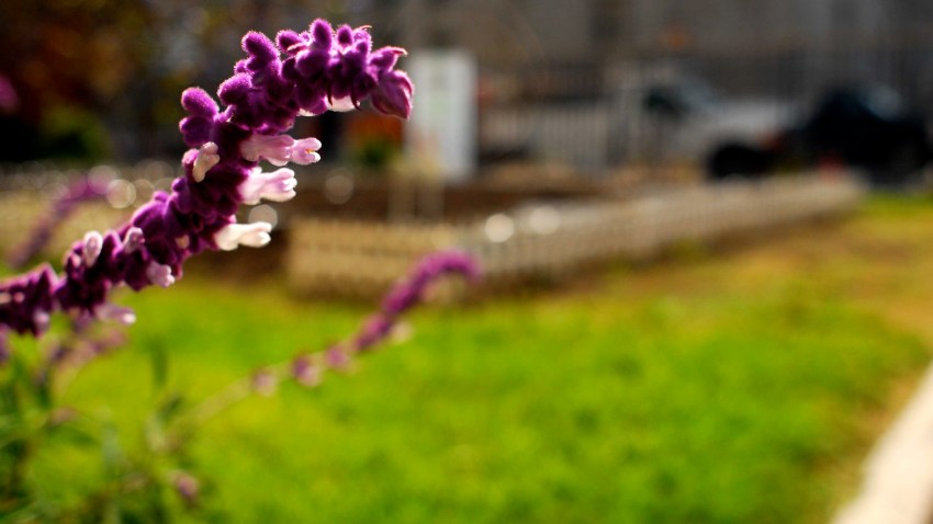 Purple and garden