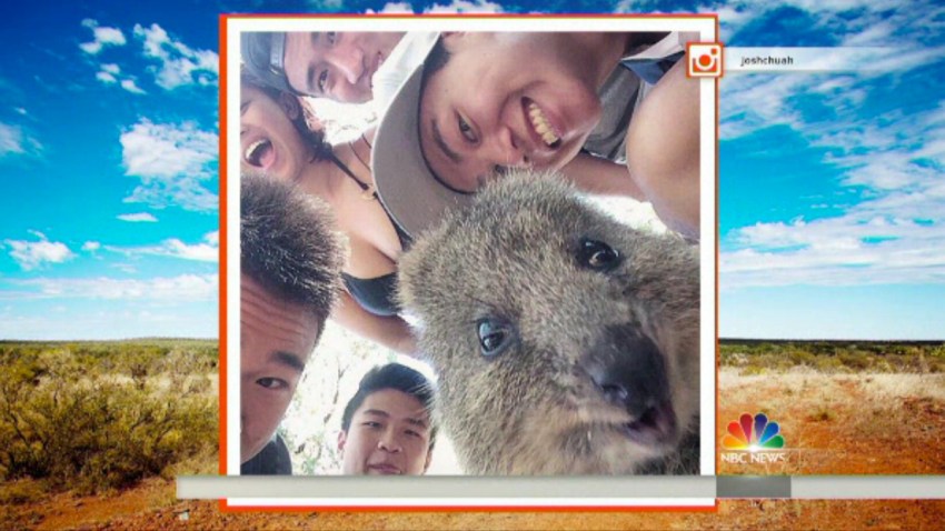 Quokka Selfie Today Show