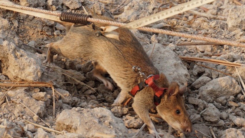 RATS_AP_629268309582