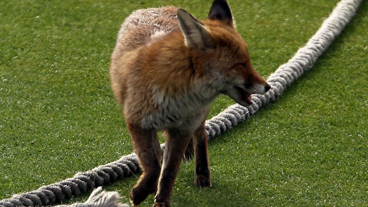 Health Dept. Search for Man Who Handled Fox With Rabies – NBC10 ...