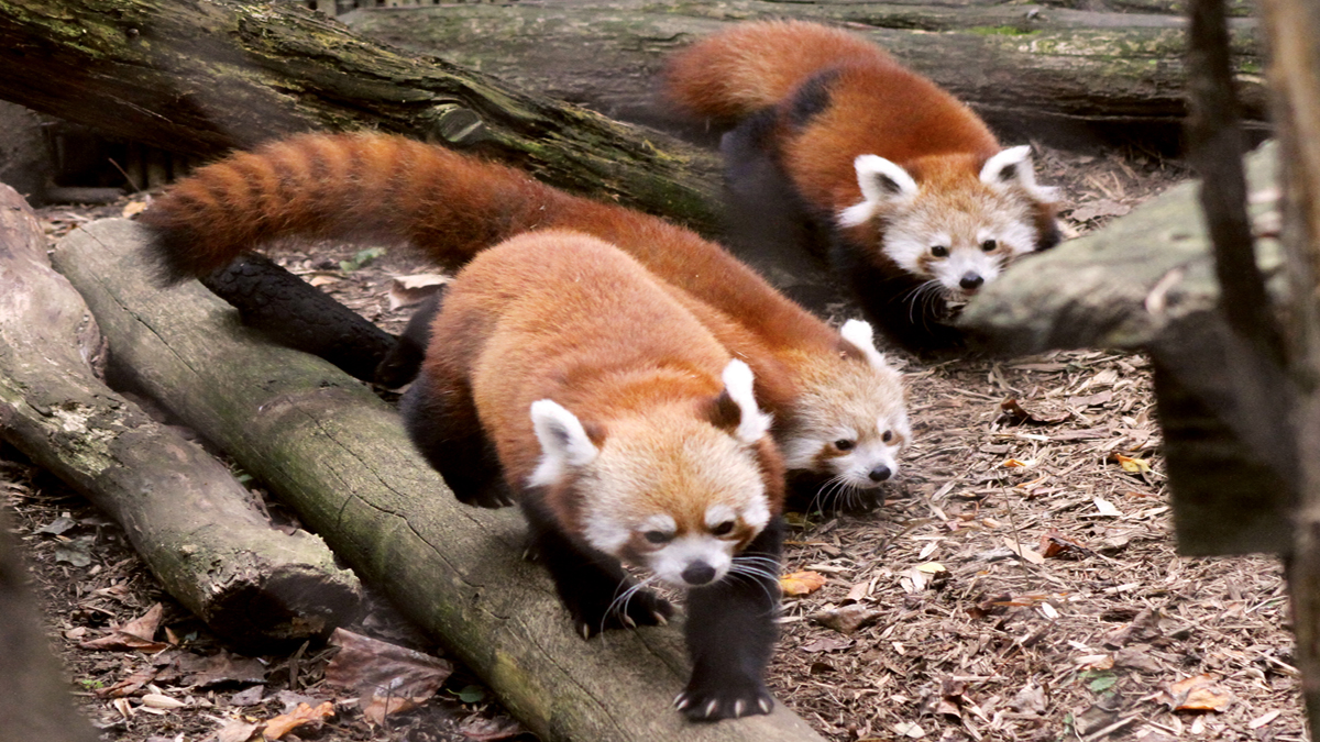 Philadelphia Zoo Names Red Panda Cubs After Vote NBC10 Philadelphia