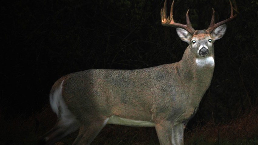 Robo Deer New Jersey