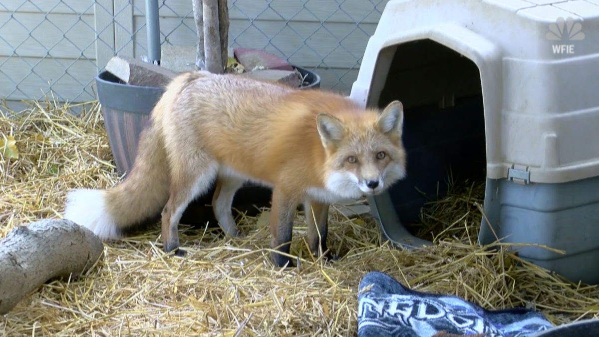 What Is It Like to Own a Pet Fox? NBC10 Philadelphia