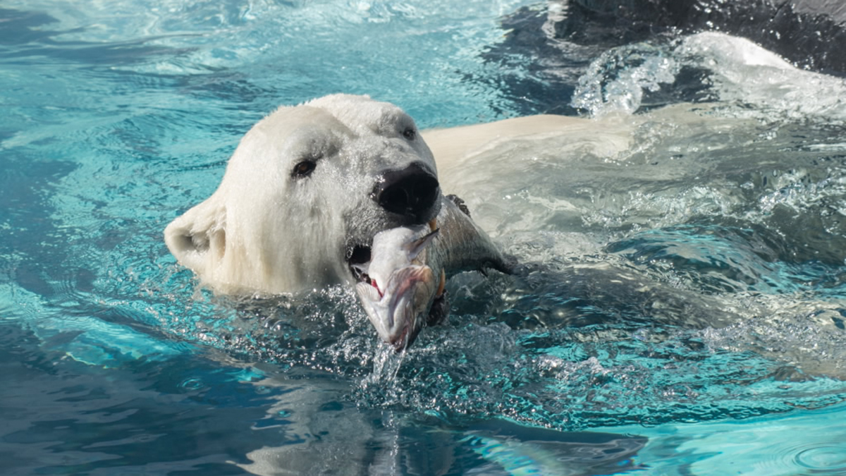 Extinction Event: How Climate Change May Spell Doom for the Polar Bear - NBC 10 Philadelphia